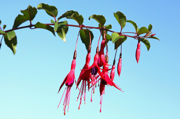 Fuchsia rustique dans un jardin