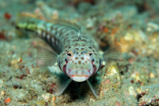 Frontal of a Latticed Sandperch (Parapercis Clathrate, aka Spotted Grubfish, False-eyed Grubfish, False-eyed Sandperch). Padang Bai, Bali, Indonesia