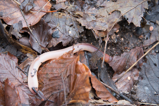 Earthworm