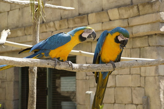 pareja de papagayos