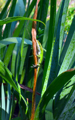Anolis on leaf/Anolis lizard sitting on a vertical piece of grass