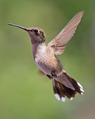 Hovering Hummingbird with Blurred Background