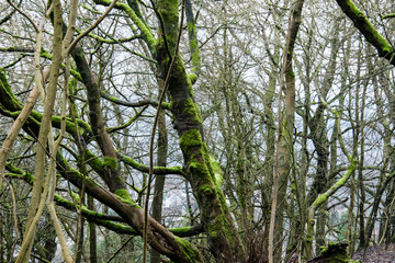 Trees in Grinlow Woods