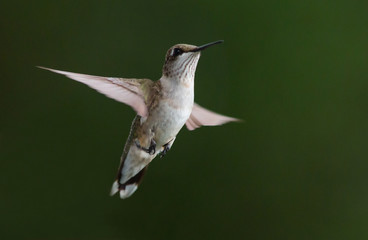 Fototapeta na wymiar Hovering Hummingbird with Dark Background