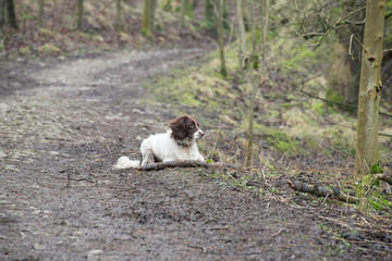 An English springer spaniel laying down on a walk