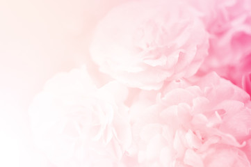 sweet roses, in soft style for background
