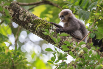 A young dusky leaf monkey