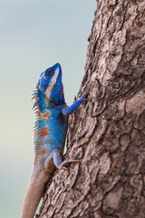 Close up of Blue Lizard on the tree