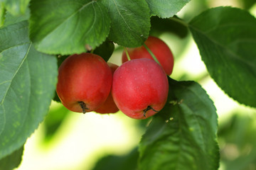 Ранетка в саду