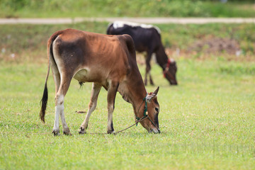 Fototapeta premium two cows on green grass field