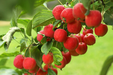 Obraz premium Ранетка в саду