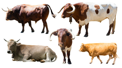 Set of cows. Isolated over white