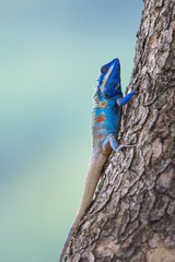 A Blue Lizard on the tree