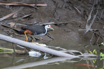 White-breasted Waterhen in  nature