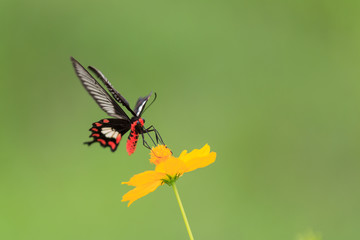 Common rose (Pachliopta aristolochiae goniopeltis) butterfly on