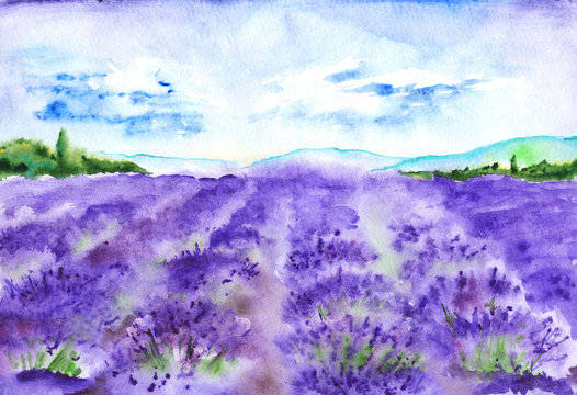 Watercolor lavender fields France Provence landscape