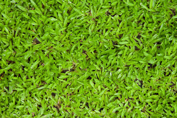 Green grass background texture.