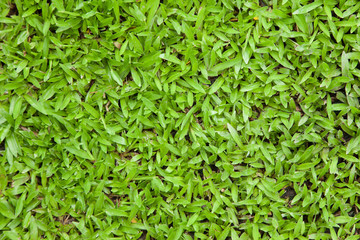 Green grass background texture.