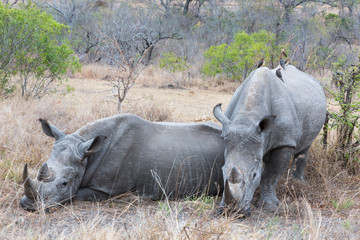 Obraz premium White Rhino's resting