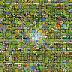 Дикорастущие лекарственные растения используемые в травотерапии. Коллаж флоры Сибири