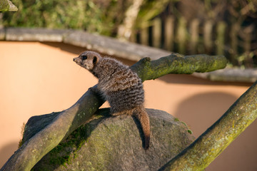 Meercat on a rock