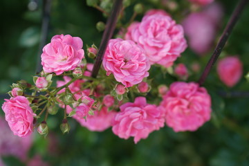 Розовые розы