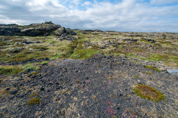 Lava field, Reykjanes peninsula,Iceland