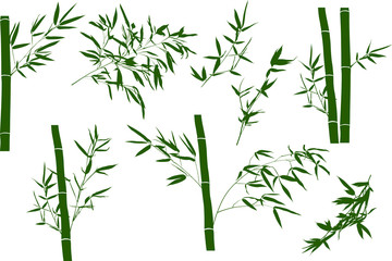 Fototapeta premium green illustration with bamboo branches