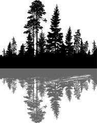 black coniferous forest with reflection