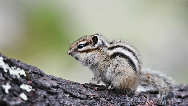 Siberian chipmunk (Tamias sibiricus)