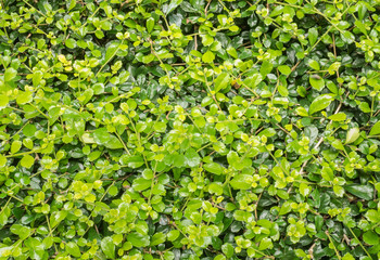 Obraz premium Texture of Ebony leaf tree for background