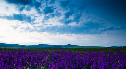 Fototapeta na wymiar purple flower field in the night.
