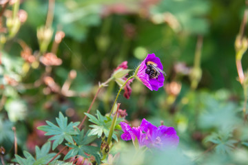 Bee on purple flower