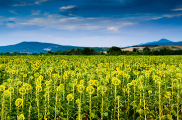 sunflower field.