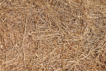 Texture hay closeup in color. Fodder for livestock and construction material.