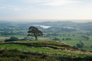 A scene showing a tree in a field