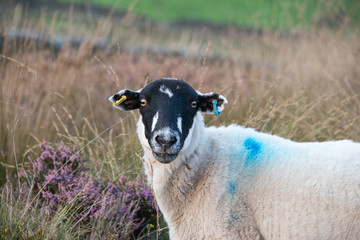 A front on view of a sheep