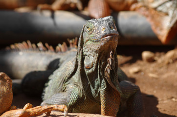 Iguana