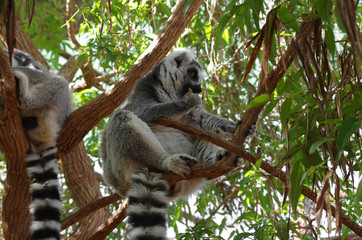 Ring-tailed lemur