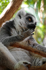 Fototapeta premium Ring-tailed lemur