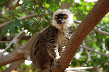 Lemur