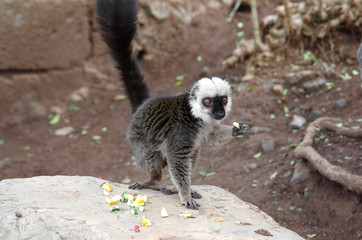 Lemur