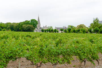 Fototapeta na wymiar vineyard with grapes in the Loire Valley France