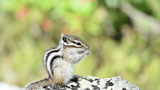 Siberian chipmunk (Tamias sibiricus)