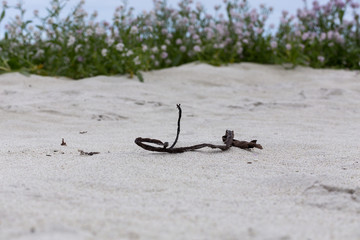 An old straw dried on the beach in front of some flowers