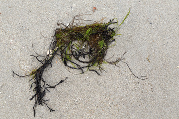 Colored seaweed ans some shells on laying in the sand on a beach