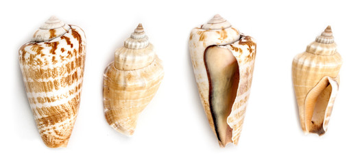 Strwberry Conch And Samar Conch Shells