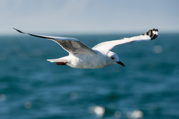 A close up of a gull flying