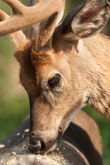 White-tailed deer eating