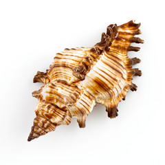 Murex Snail Shell (Chicoreus Brevifrons)